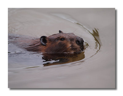 Beaver Portrait