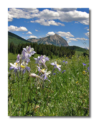Crested Butte Columbines
