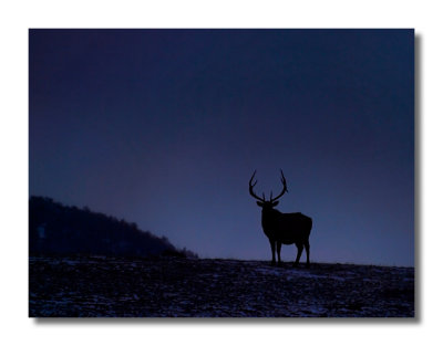 Elk Silhouette