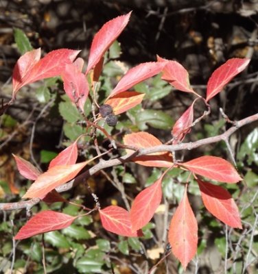 Black Hawthorn