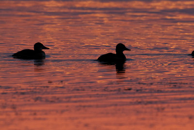 ruddy ducks 101412_MG_8759 