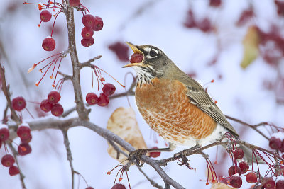 american robin 110112_MG_2732 