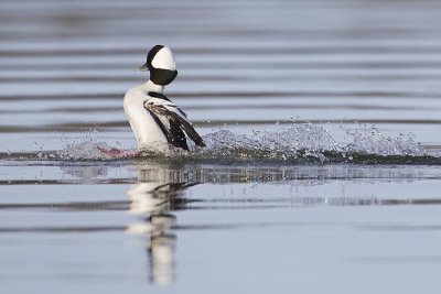 bufflehead 110412_MG_3892