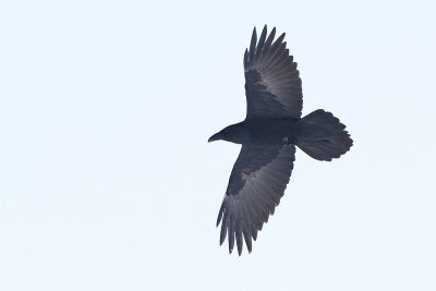 common raven 111012_MG_9279