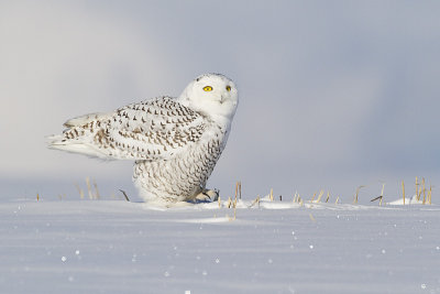 snowy owl 111012_MG_9690 