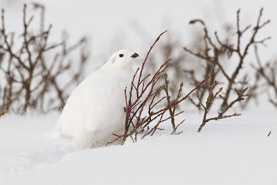 white-tailed ptarmigan 111812_MG_8284
