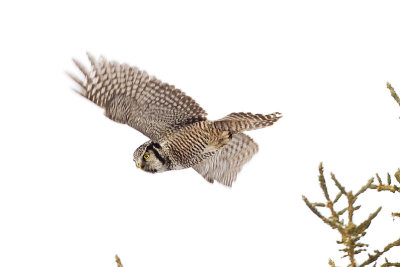 northern hawk owl 120212_MG_9358 
