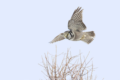 northern hawk owl 120212_MG_9247 