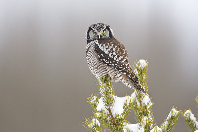 northern hawk owl 120212_MG_9123 