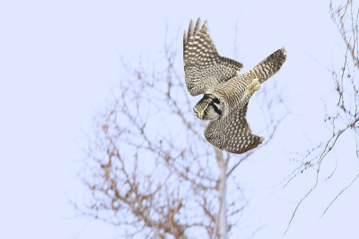 northern hawk owl 120212_MG_9254 