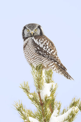 northern hawk owl 120212_MG_9166 
