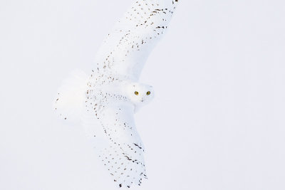snowy owl 120812_MG_9946 