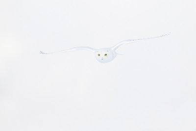 snowy owl 120812_MG_9974 