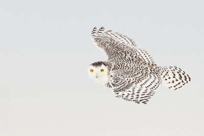 snowy owl 121312_MG_0503 