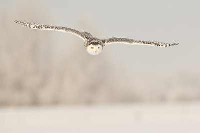 snowy owl 121312_MG_0540 