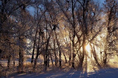 frosty morning IMG_0655.jpg