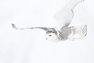 snowy owl 121412_MG_0627 