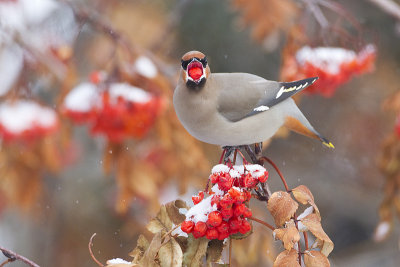 bohemian waxwing 121812_MG_0868 