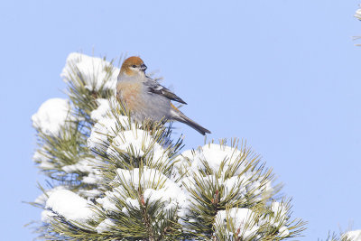 pine grosbeak 122412_MG_1725