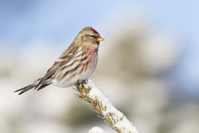 common redpoll 122412_MG_1665 