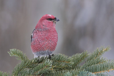 pine grosbeak 123012_MG_2071