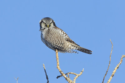 northern hawk owl 010113_MG_2159 