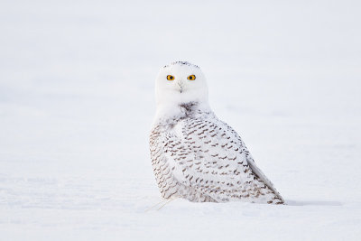 snowy owl 010413_MG_2278 
