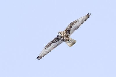 gyrfalcon 010813_MG_0627 