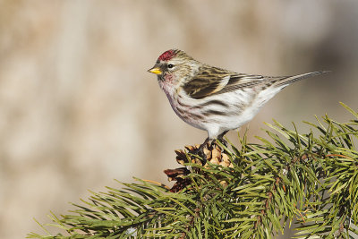 common redpoll 011213_MG_2895 