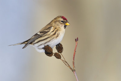 common redpoll 011213_MG_2924 