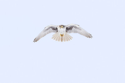 prairie falcon 011913_MG_4232