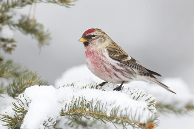 common redpoll 020113_MG_5151 