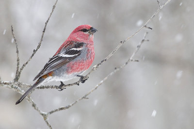 pine grosbeak 020213_MG_5395