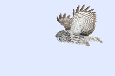 great gray owl 020313_MG_5818