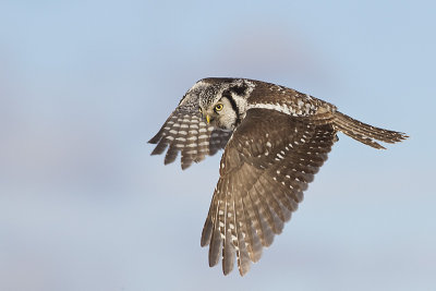 northern hawk owl 020913_MG_6396 