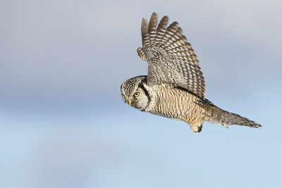 northern hawk owl 020913_MG_6329 