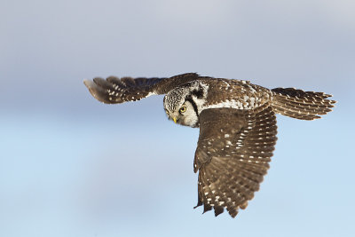 northern hawk owl 020913_MG_6345 