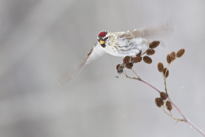 common redpoll 021813_MG_7038 