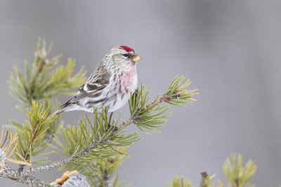 common redpoll 021813_MG_7050 