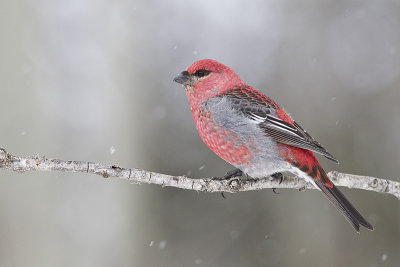 pine grosbeak 021813_MG_6811