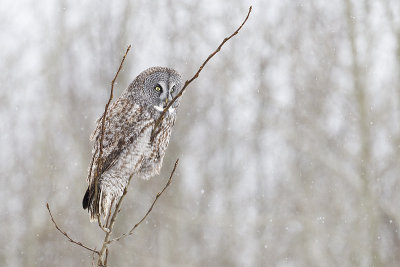great gray owl 021813_MG_7089