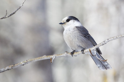 gray jay 022413_MG_8262 