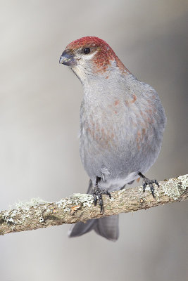pine grosbeak 022413_MG_8061