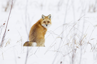 red fox 030213_MG_9395 