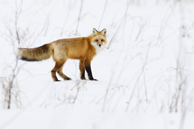 red fox 030213_MG_9407 