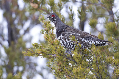 spruce grouse 030213_MG_9153