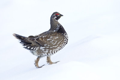 spruce grouse 030213_MG_9205