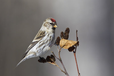 common redpoll 030913_MG_0099 