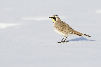 horned lark 031013_MG_0222 