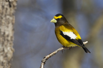 evening grosbeak 032313_MG_1226